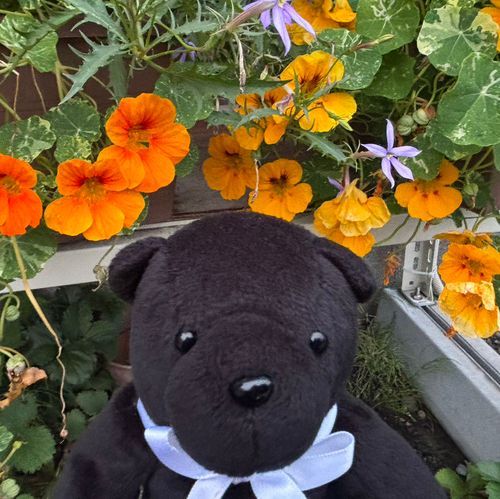 可愛いクマの男の子 たっちゃん🧸
小心者の繊細さん
それでも私の傍に居てくれる優しい子です！