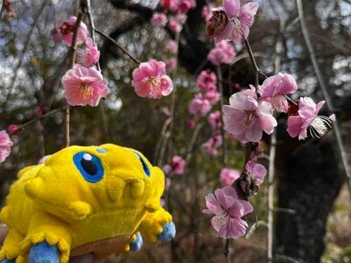 ちーくんと🌸