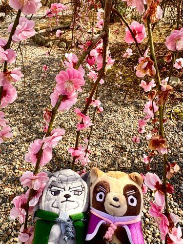 トシさんとシロとお花見🌸