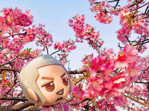 早咲き桜、満開🌸
こしらくんの色だよ〜