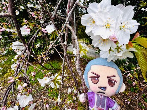 まだまだ桜が綺麗だよ〜