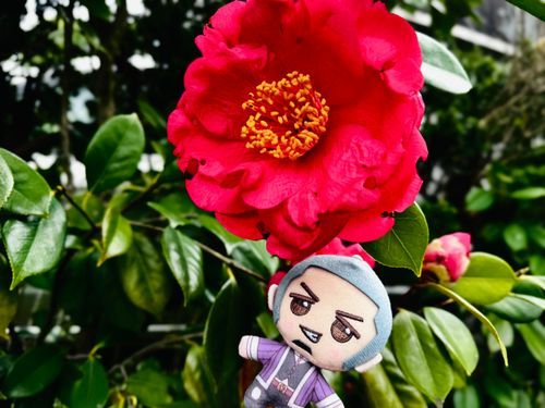 ぽんっ🌸