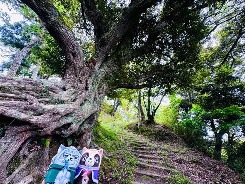 でっかい木〜🌳