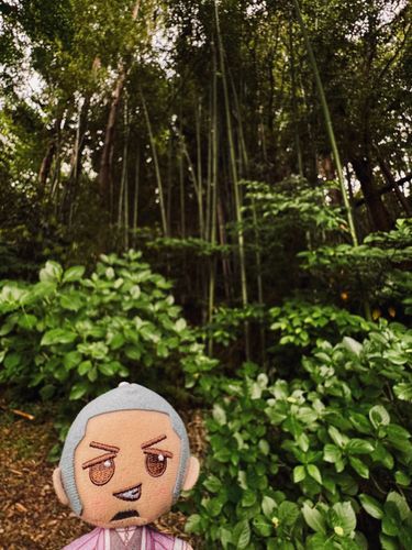 こしらくんと竹🎋