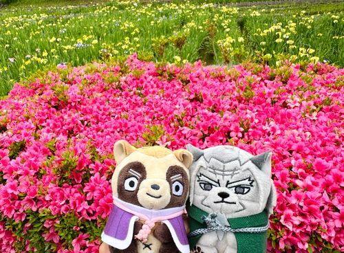 菖蒲といえば紫だけど黄色も綺麗だねー