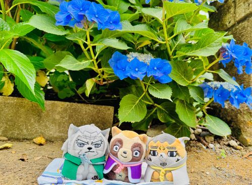 あじさい綺麗だねふぉぜたち💙