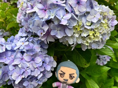 でっかいあじさい！
