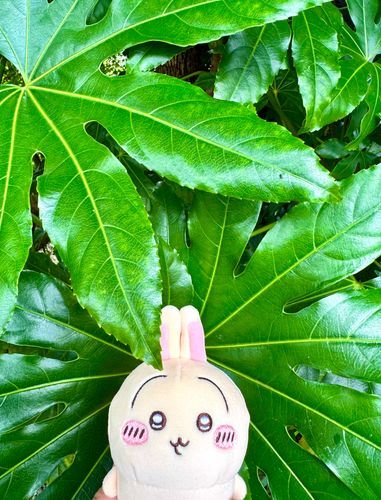 ﾝﾊﾟｯﾔﾊﾟﾔ🐰
(ニューフェイスプルャさんです)