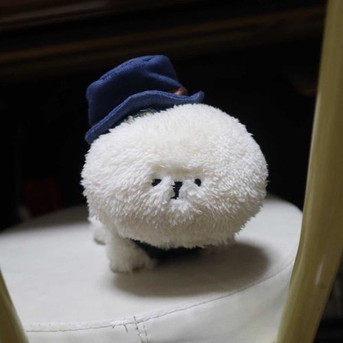我が家のお出かけ犬
