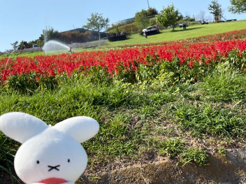 まっかなおはな！