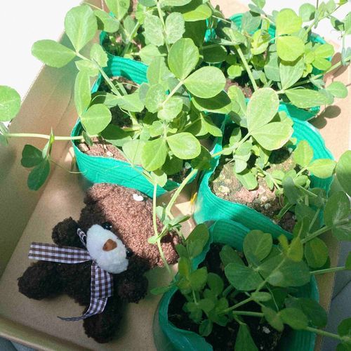 なえがたくさんあるよ～🌱