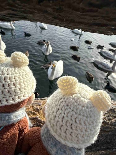 白鳥さんに会いに行ってきた🐵🦢🐵
カモさんもいた🦆