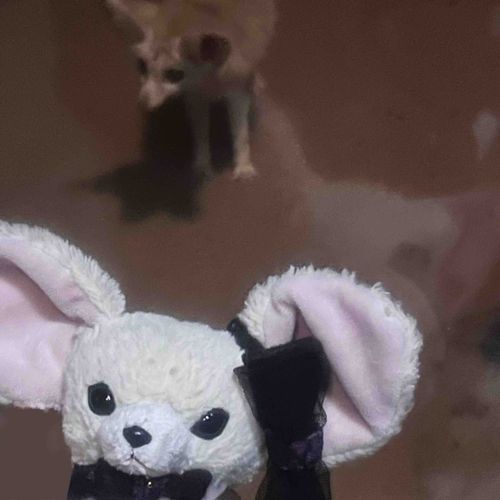つねいぬみたいなやつとしゃしんとった