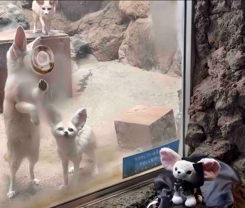 どれがつねいぬか　わかるかな