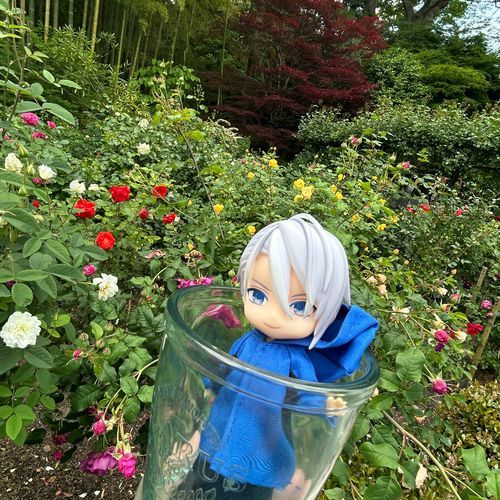 薔薇は開花にばらつきがあったね。早咲きの品種は散っていたが、遅咲きの品種はまだ蕾だった。