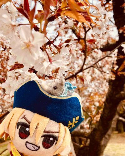 今日は桜を見てきたぞ🌸