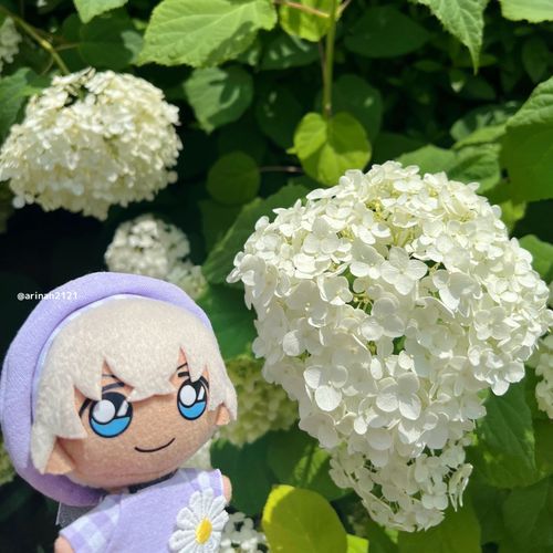 まっしろ🌸