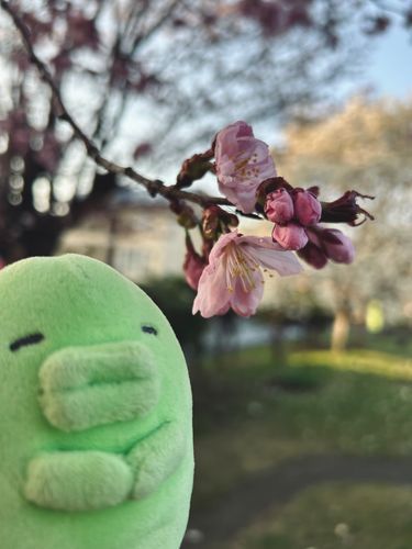 くちぱ　桜