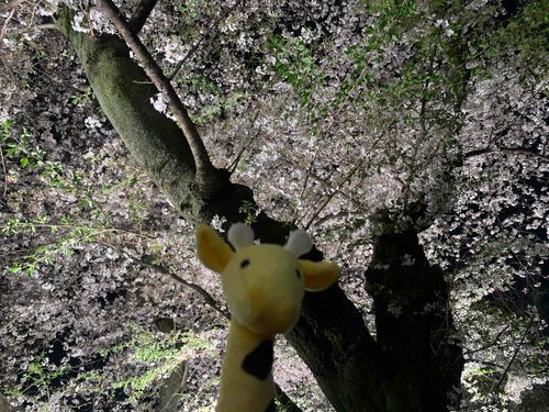 セキグチ