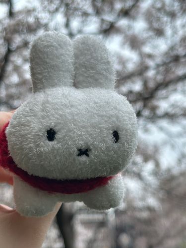 曇りだけど、いつもの桜並木です。