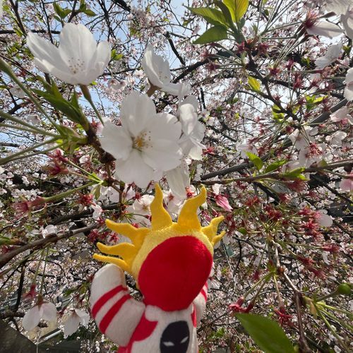 タローマンと西院の桜

花にはノータッチ
そうだろ？