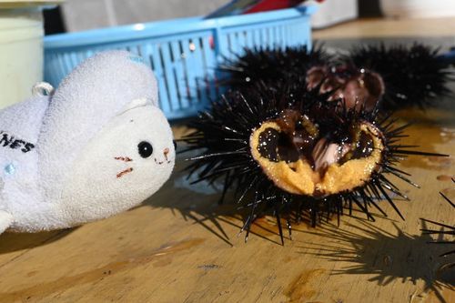 ウニ