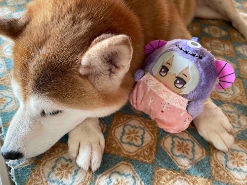 お顔、すっかり白くなっちゃいましたね。