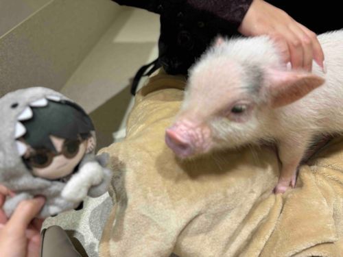 未知の動物🐷