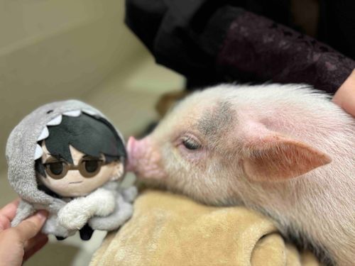 すんすん🐷
