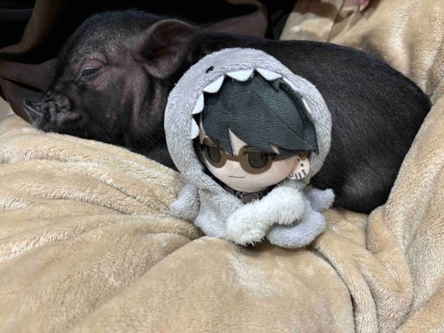 黒いこぶたはずっと寝てるね🐷💤