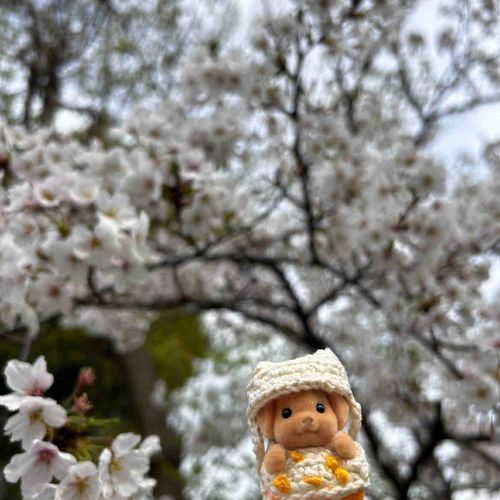 ふわふわなさくら  いっぱい🌸
花より ぼく...？🐱🍪