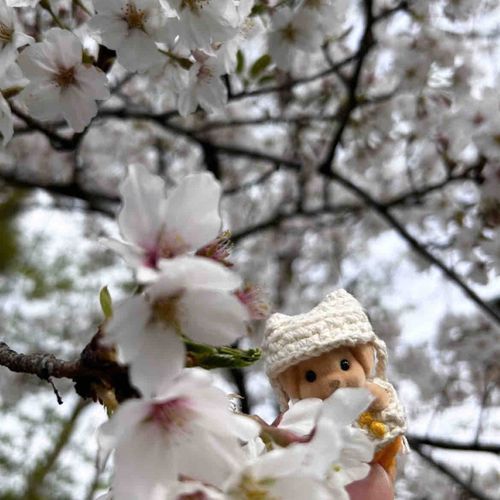 持ち主さんと一緒に、おはな むずむずした🐝
しゃしんたくさん撮ってくれたよ📸

持ち主さん、きょうもぼくのおはな じーっと見てる！なんでだろ？？