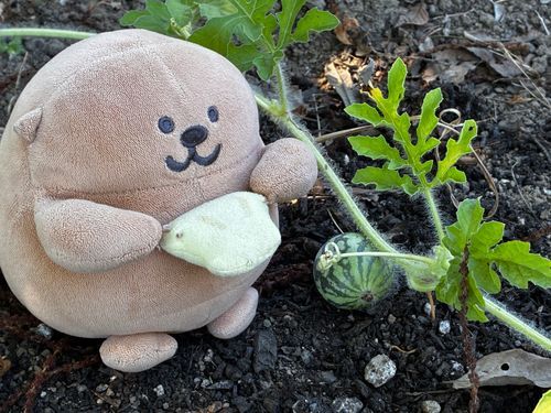 ぽぽちゃんのすいか！