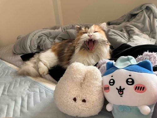 なんかうごくぬいぐるみがいるー！あそんじゃう？どうしよっかー？