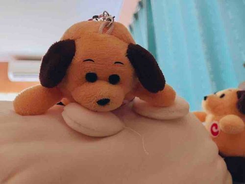 今日の朝、起きてワン～かわいいボクが起こしに来たワンよ～ってやったワン