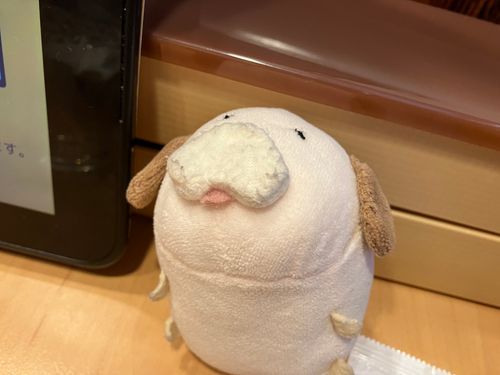ふわんまる日記 2026/05/13

カイヌシがサッカーだったからおるすばんしてたワン～🐶