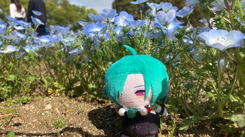 「ﾈﾓﾌｨﾗﾄ　ﾎﾞｸ　ｶﾜｲｲﾃﾞｼｮ」