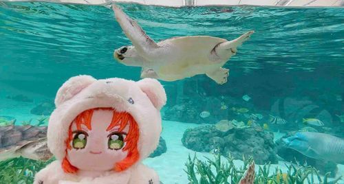 すいぞくかんにいってきたぞ！…こいつとソウマのかめ、どっちのがでかいかな？