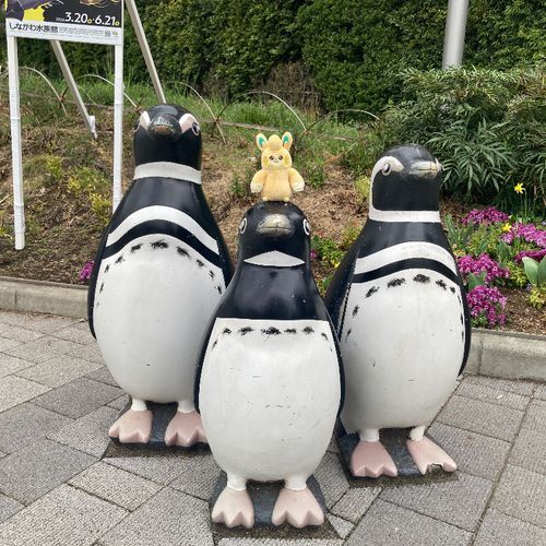 おはよー！
このまえ、やせいのぺんぎんとおともだちになったよ