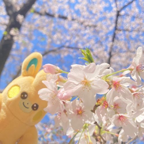 あったかくておはなもきれいだったよ
すっかりはるだね〜