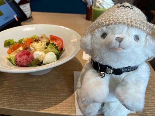 オシャレなサラダを食べたよ🥗 ͛.*

ぽてちは新しい猫のダヤンの首輪をつけてるの🐈🐾

みんなは知ってるかな？