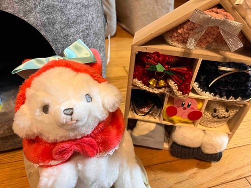 本日のおようふく🌷🫧

最近はおでかけできてないからぽてちも退屈そうなので、ファッションショーを開催したよ🌟｡:*