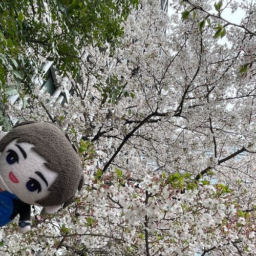 少し前の！春の写真！
今日は夏みたいに暑いな！💫💦