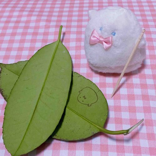 タラヨウのはっぱにぱけちかいたよ🎀ゆうびんきょくにもある、はがきのごげんになってるしょくぶつ。