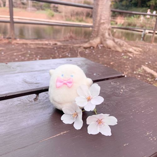 ぽかめきをかんじにおさんぽしたよ。まるごとおちてきたさくらさん、さつえいきょうりょくしてもらった。