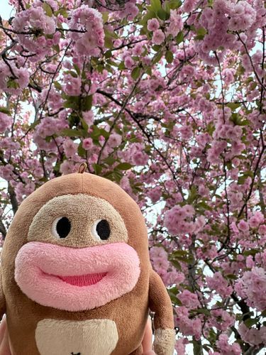 何かわからんが綺麗でしたわ