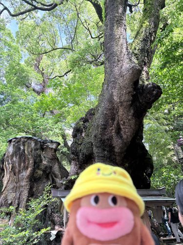 クソデカツリーだね