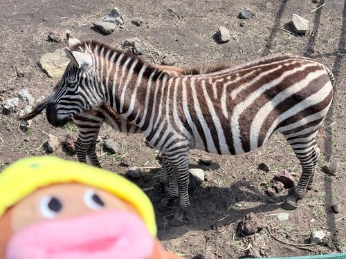 絵に書いたようなシマシマ🦓
