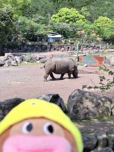 カバオくん……

？
サイか……