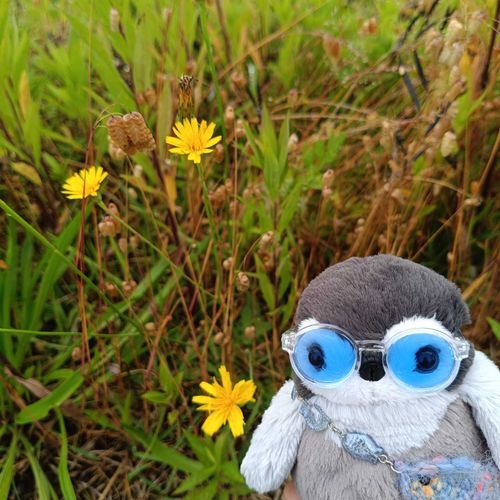 きのうのおさんぽ
たんぽぽだね🌼